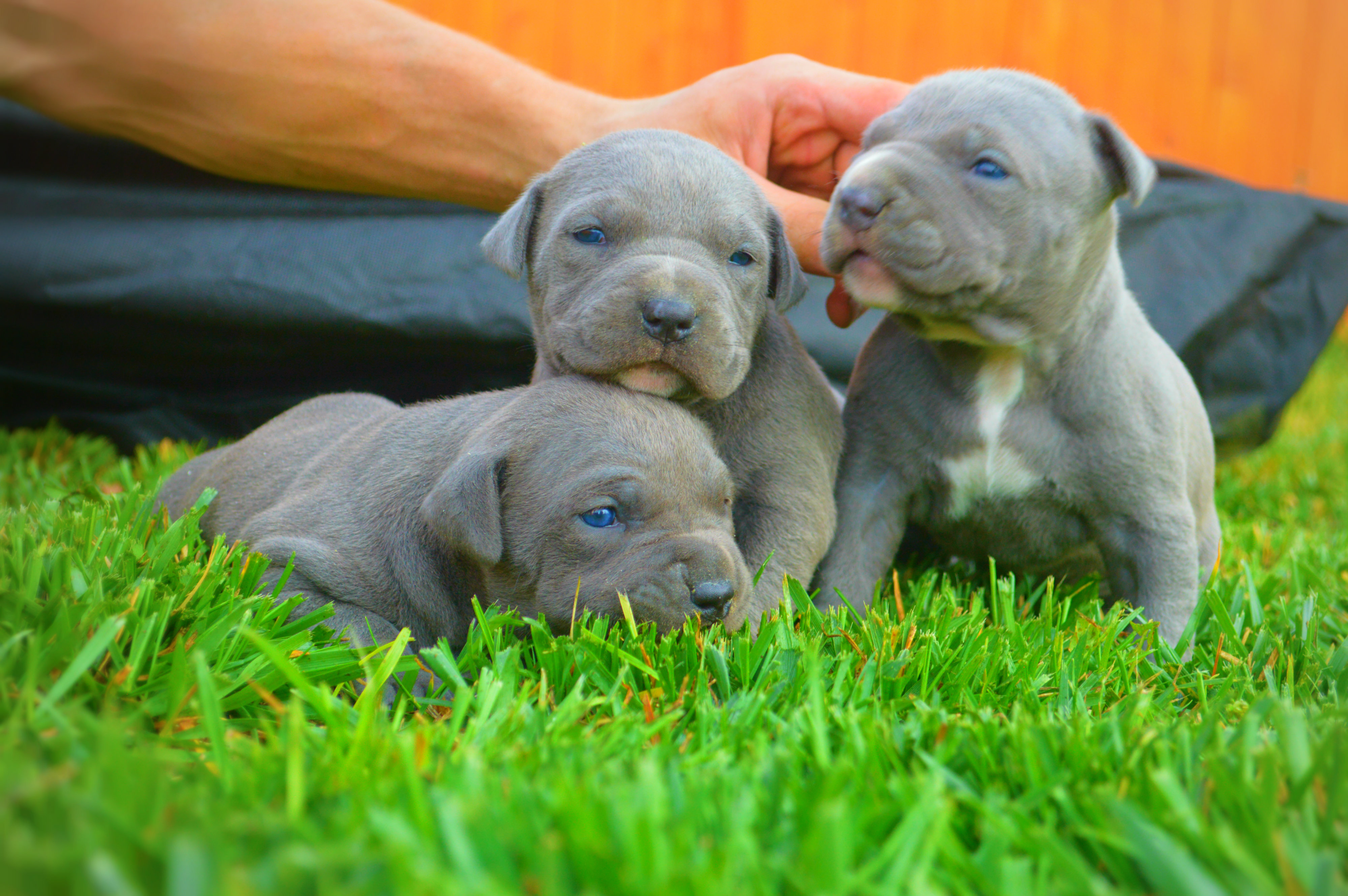 how-much-does-a-pitbull-puppy-cost-do-blue-nose-pitbulls-puppies