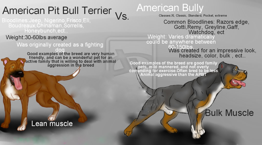 american bully american pitbull terrier