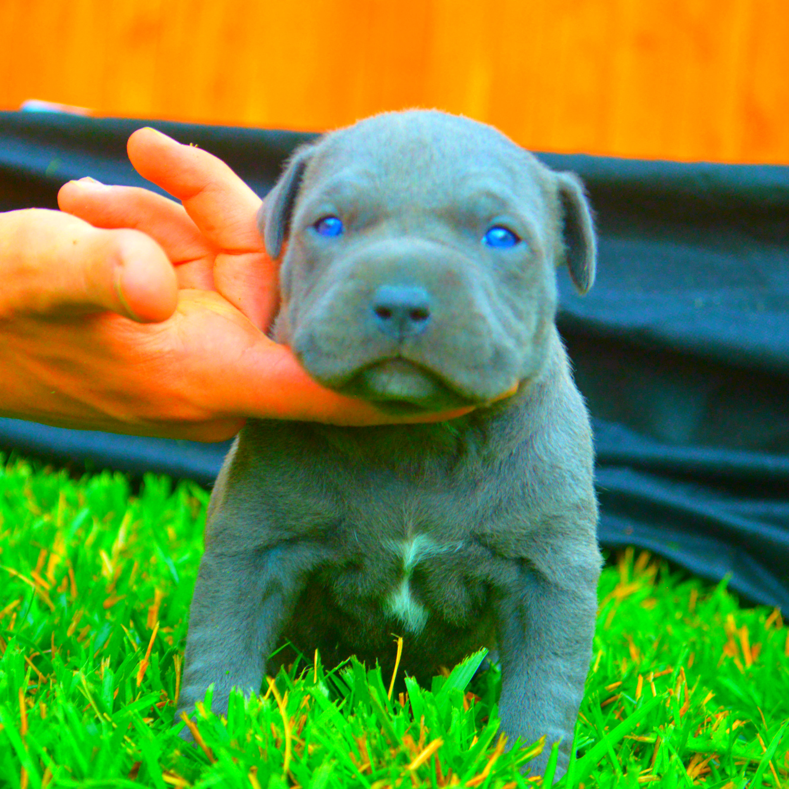 blue color pitbull