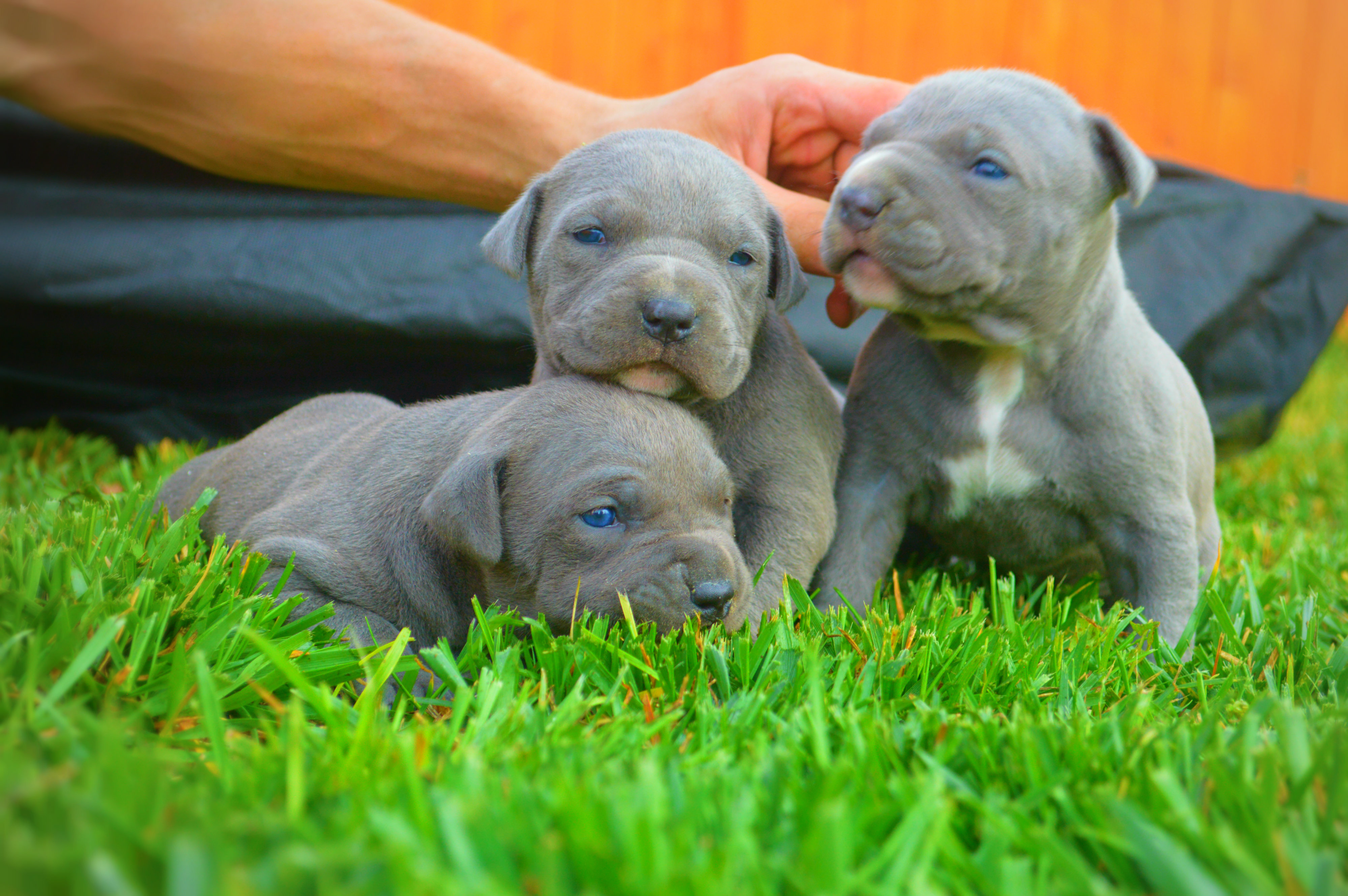 How Much Does A Pitbull Puppy Cost |Do 