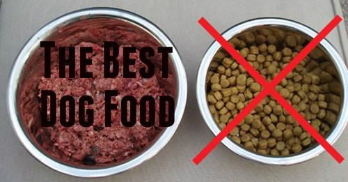 top rated dog food for pitbulls