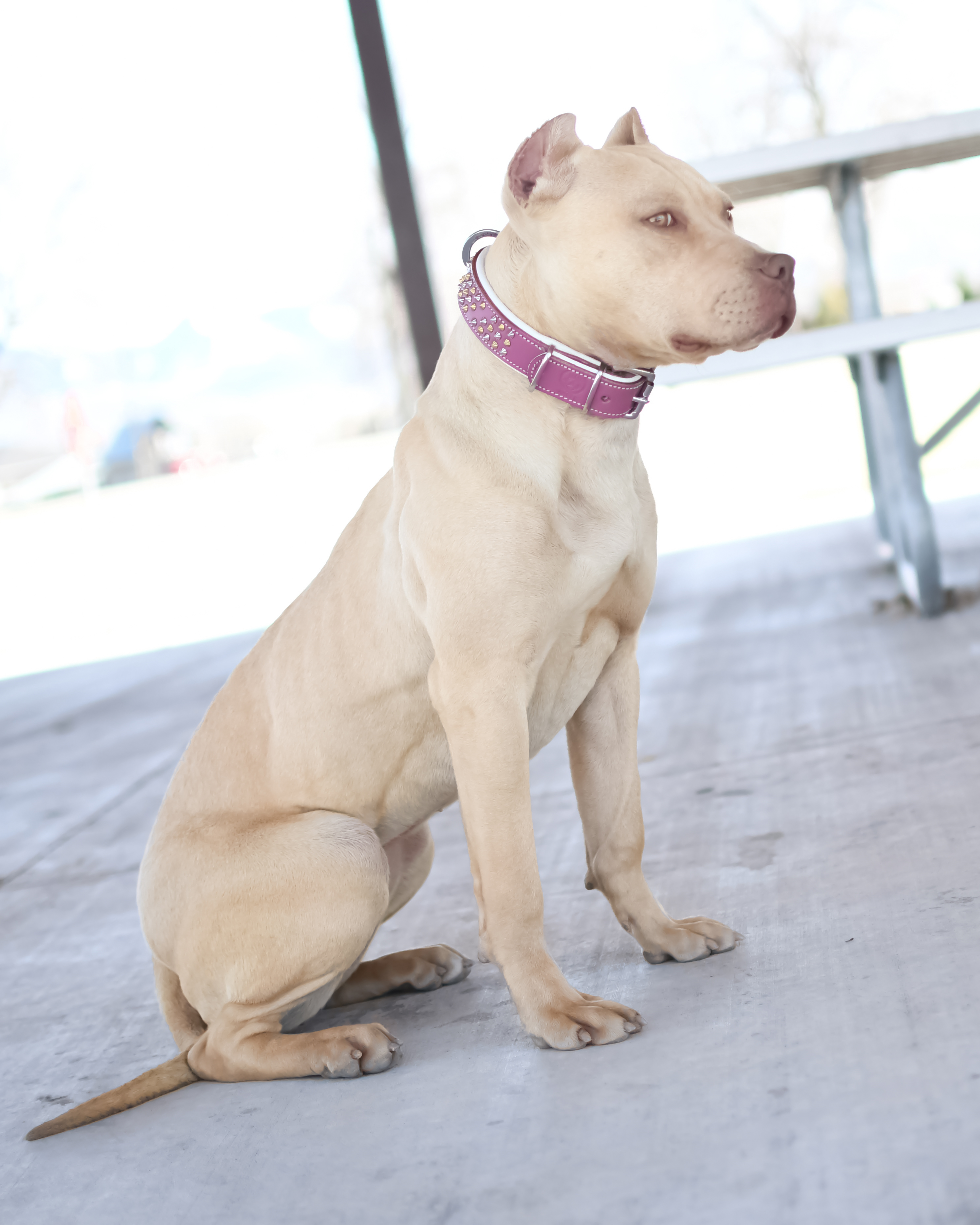 Gotti pitbull | Xl pitbulls| Female pitbull