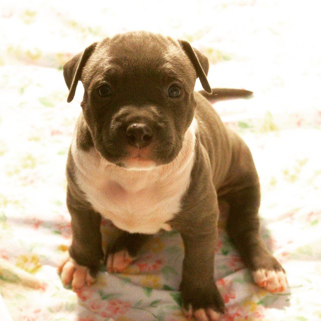 Gotti pitbull | Xl pitbulls| Female pitbull