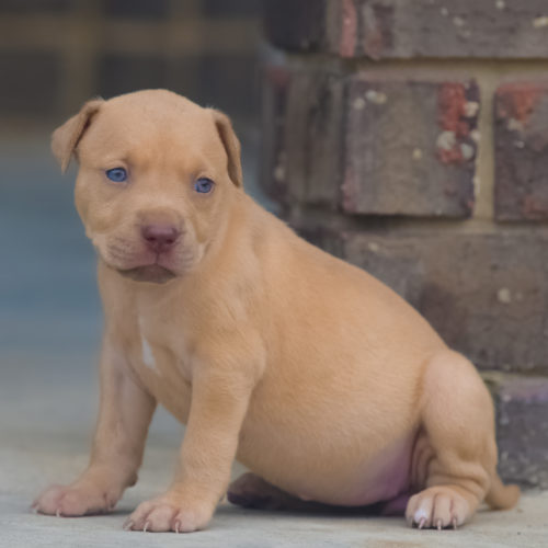 Red Nose Pitbull Puppies For Sale 