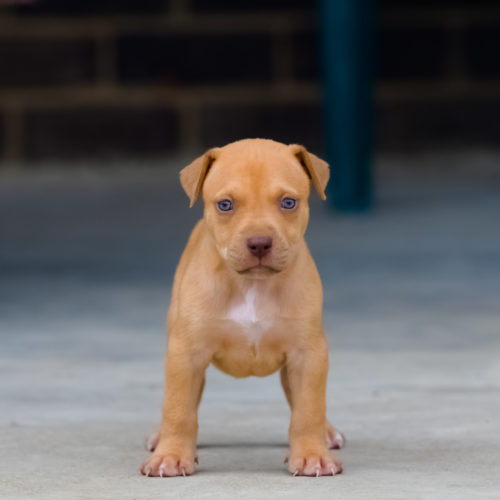 Light Brown Pitbull Puppies - Pet's Gallery