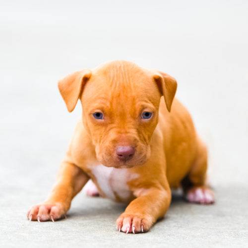 Red Nose Pitbull Puppies For Sale | Baby Pitbulls For Sale