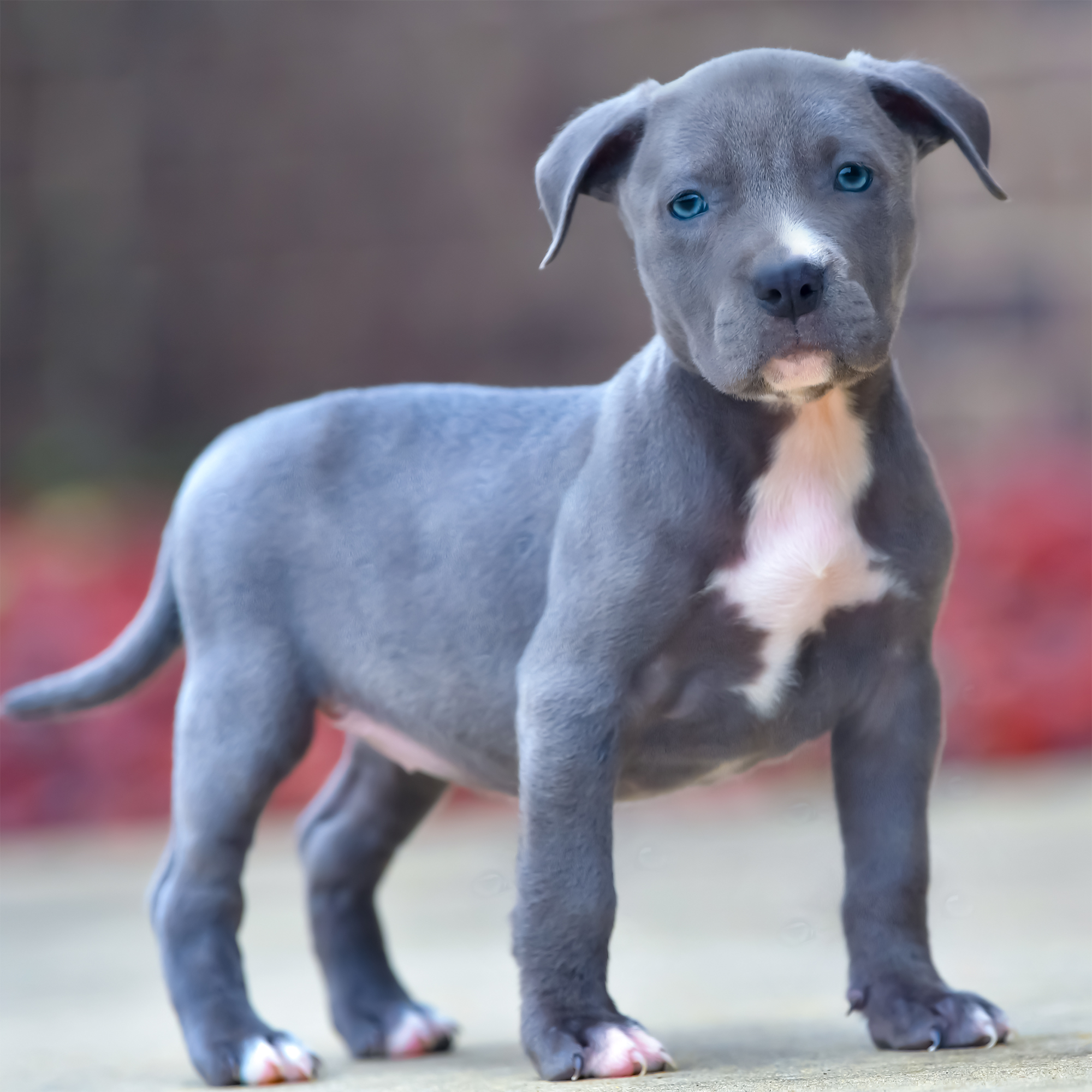 majestic-female-2-DSC_2453 - Blue Nose Pitbull Puppies for sale | Blue ...