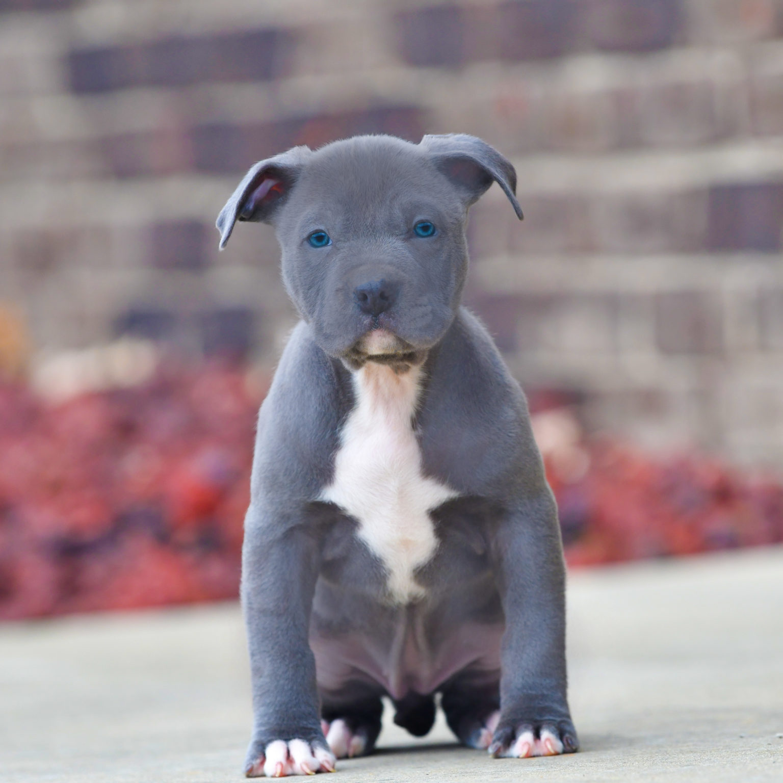 Legacy-memphis-blue-female-2-dsc 2858 Copy - Blue Nose Pitbull Puppies 