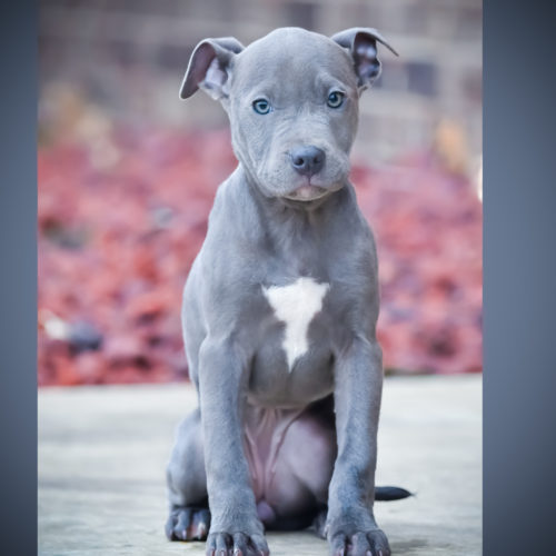 Red Nose Pitbull Puppies For Sale | Baby Pitbulls For Sale